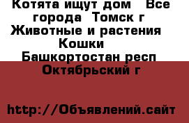 Котята ищут дом - Все города, Томск г. Животные и растения » Кошки   . Башкортостан респ.,Октябрьский г.